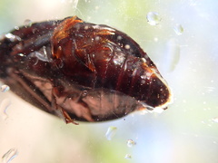 Dineutus ciliatus