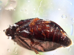 Dineutus ciliatus