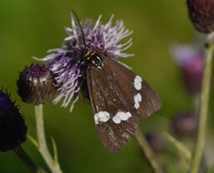 Nyctemera annulata × amicus