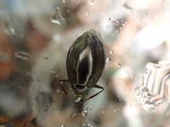 Dineutus ciliatus
