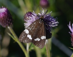 Nyctemera annulata × amicus