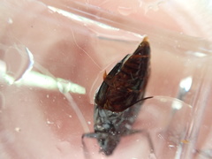 Dineutus ciliatus