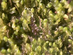 Odontoschisma sphagni