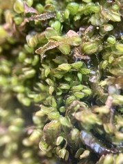 Odontoschisma sphagni