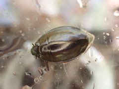 Dineutus ciliatus