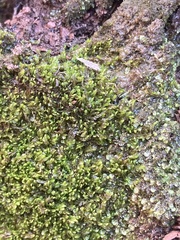 Odontoschisma sphagni