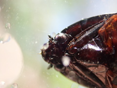 Dineutus ciliatus