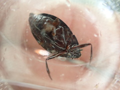 Dineutus ciliatus