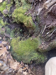 Odontoschisma sphagni