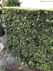 Podocarpus macrophyllus