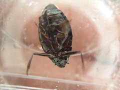 Dineutus ciliatus