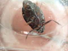 Dineutus ciliatus