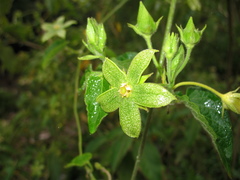 Gonolobus grandiflorus