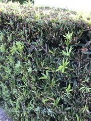 Podocarpus macrophyllus