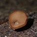 Ciboria brunneorufa - Photo (c) pacovillalonga, osa oikeuksista pidätetään (CC BY-NC), lähettänyt pacovillalonga