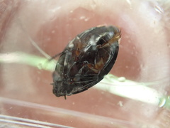 Dineutus ciliatus