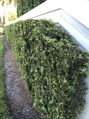 Podocarpus macrophyllus