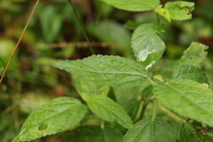 Acalypha nemorum