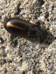 Dicheirotrichus cognatus