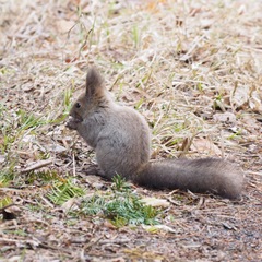 Sciurus vulgaris orientis