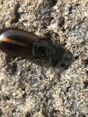 Dicheirotrichus cognatus