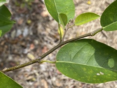 Dalbergia brownei