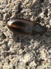 Dicheirotrichus cognatus