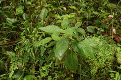 Acalypha nemorum