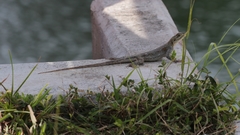 Agama picticauda image