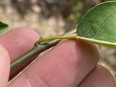 Dalbergia brownei