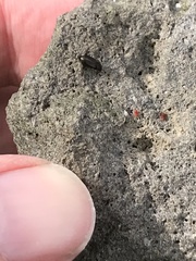 Dicheirotrichus cognatus