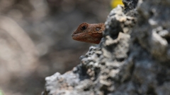 Agama picticauda image