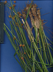 Rhynchospora holoschoenoides