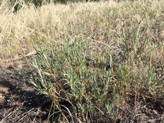 Eriogonum lonchophyllum