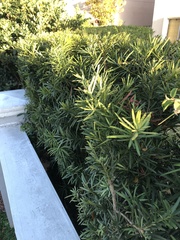 Podocarpus macrophyllus
