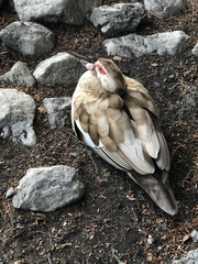 Cairina moschata domestica