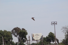 Pelecanus occidentalis