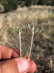 Eriogonum lonchophyllum