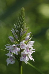 Dactylorhiza maculata