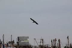 Pelecanus occidentalis