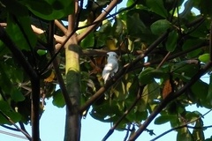 Cacatua goffiniana