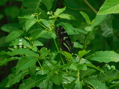 Heliconius atthis