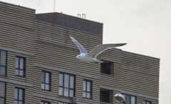 Larus argentatus