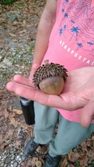 Quercus insignis image