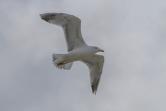 Larus argentatus