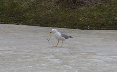 Larus argentatus
