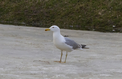 Larus argentatus
