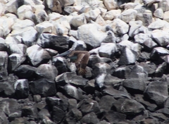 Pelecanus occidentalis