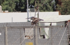 Pelecanus occidentalis