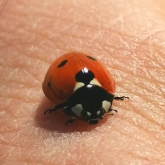 Coccinella septempunctata